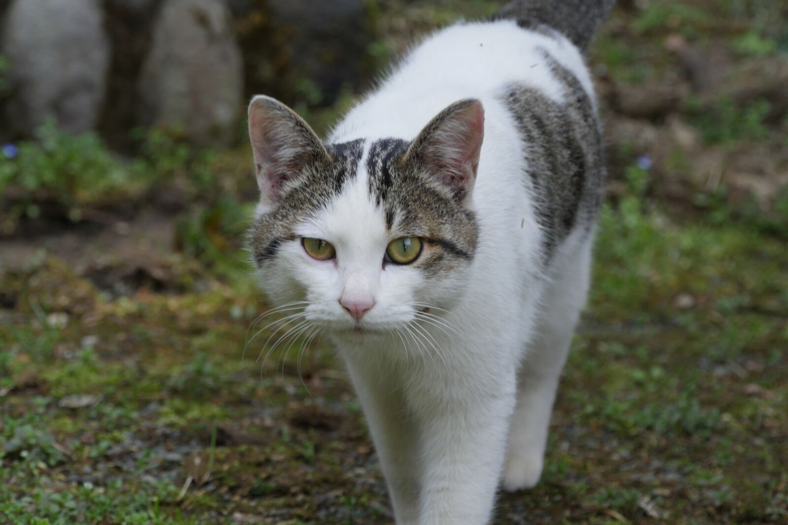 Panasonic Lumix DMC-GH4 sample photo. Cat, animal, kitten photography