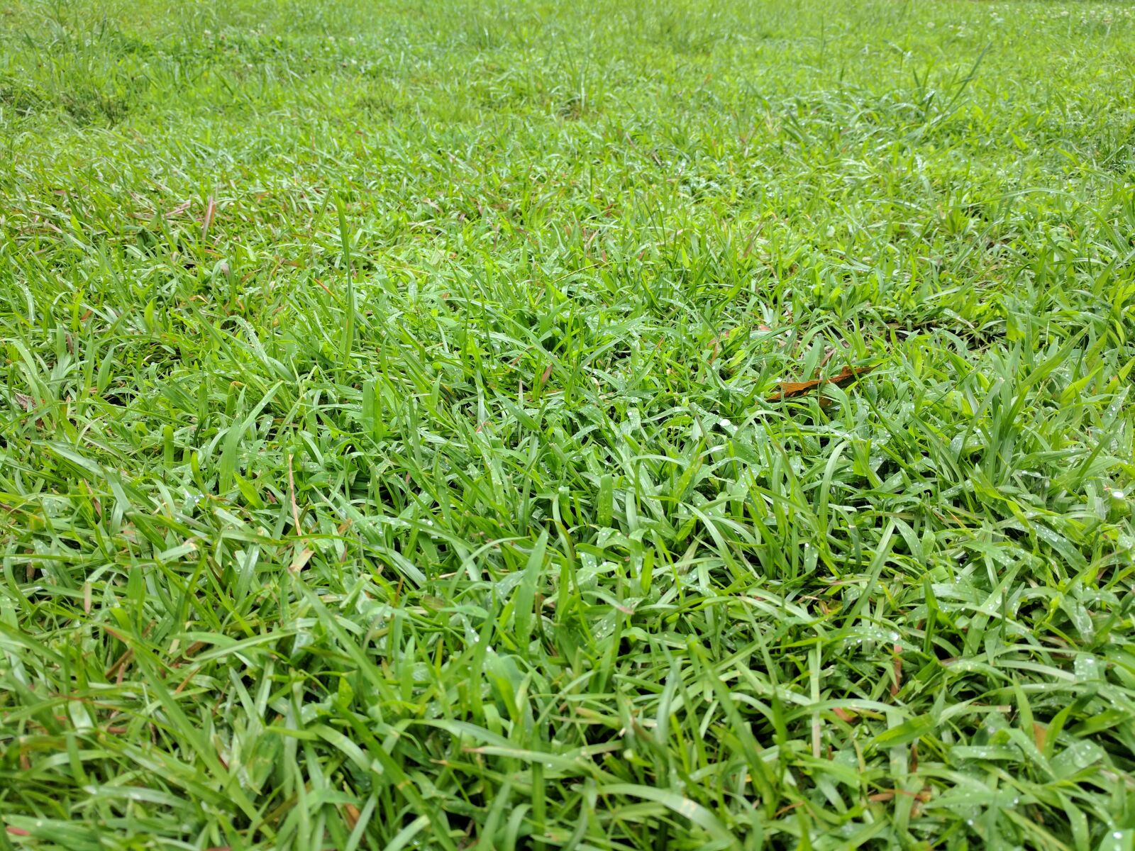 Google Pixel XL sample photo. Blade, of, grass, grass photography
