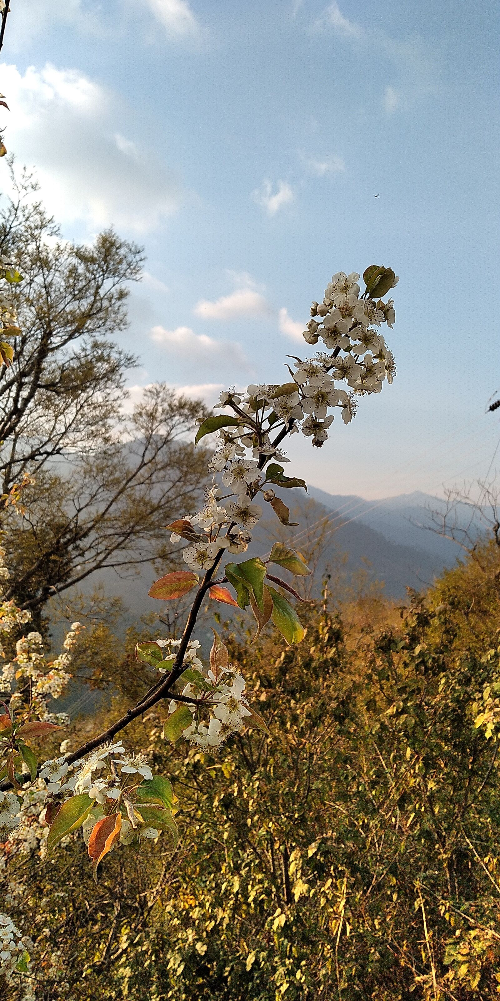 Xiaomi Redmi Note 5 sample photo. Flower, nature, garden photography
