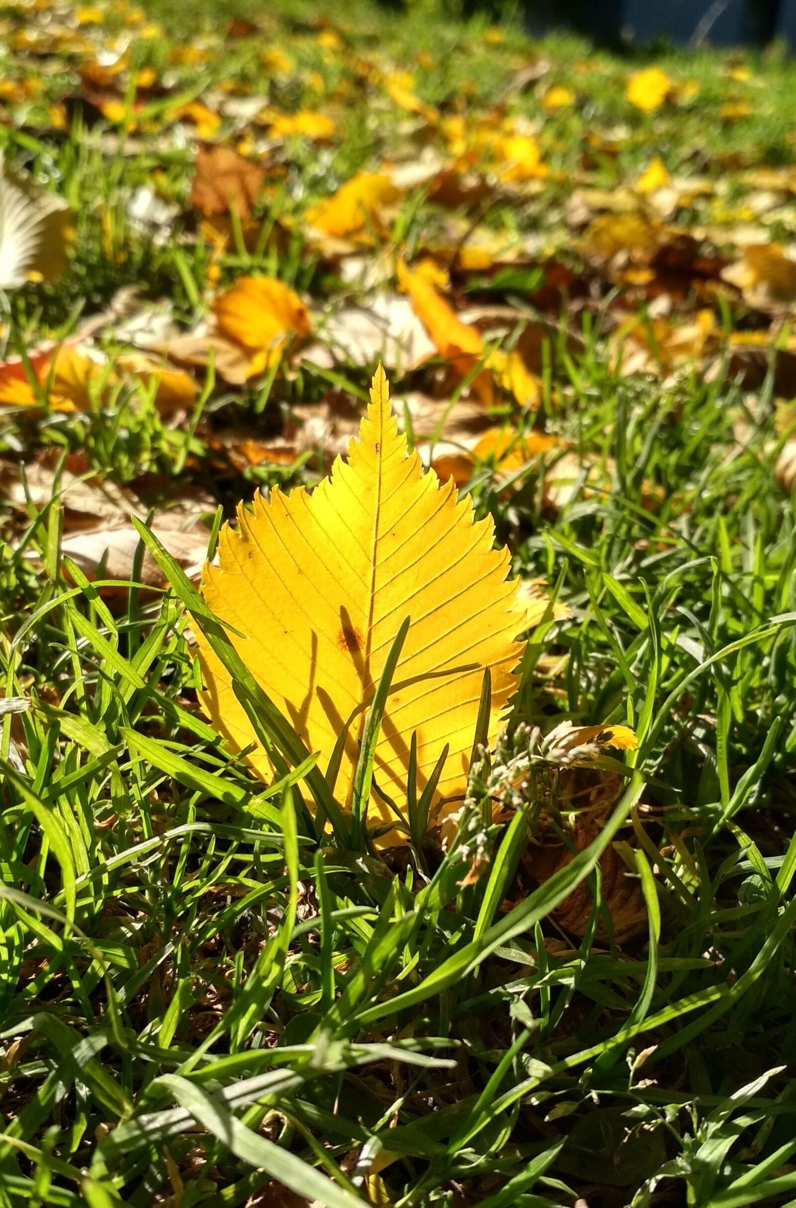 Xiaomi Redmi 4X sample photo. Yellow, grass, nature photography