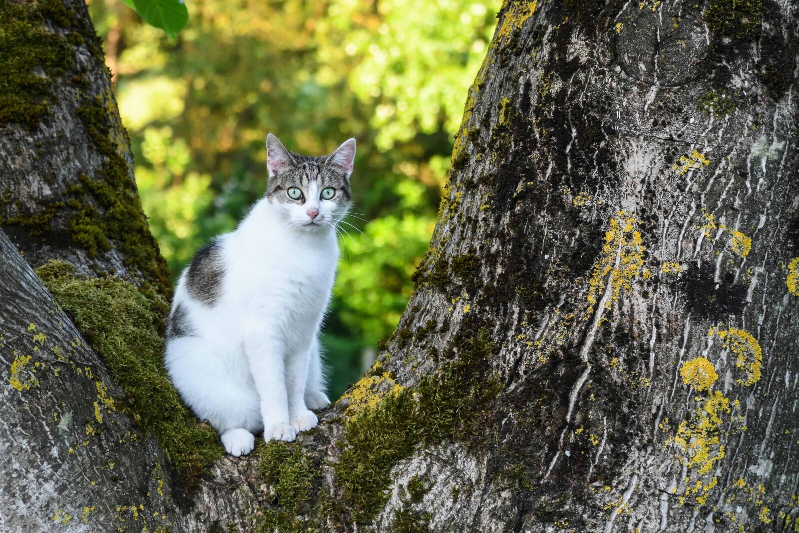 Nikon D500 sample photo. Nature, wood, tree, white photography