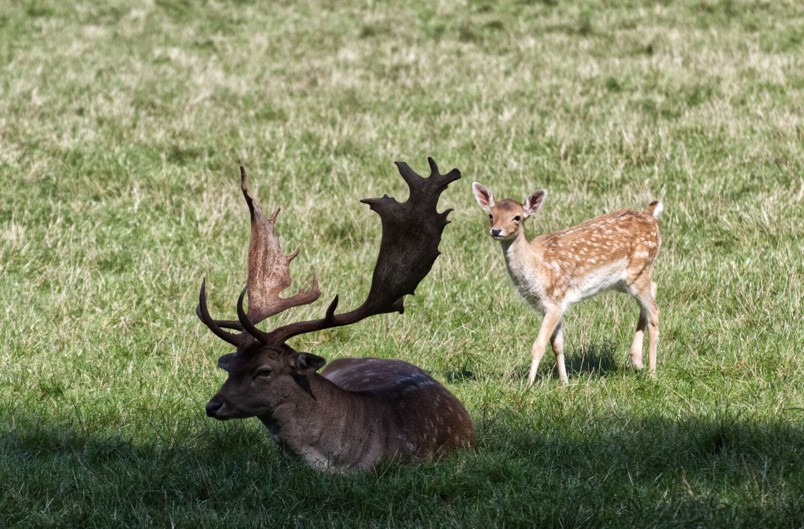 Canon EOS 1300D (EOS Rebel T6 / EOS Kiss X80) sample photo. Roe deer, nature, park photography