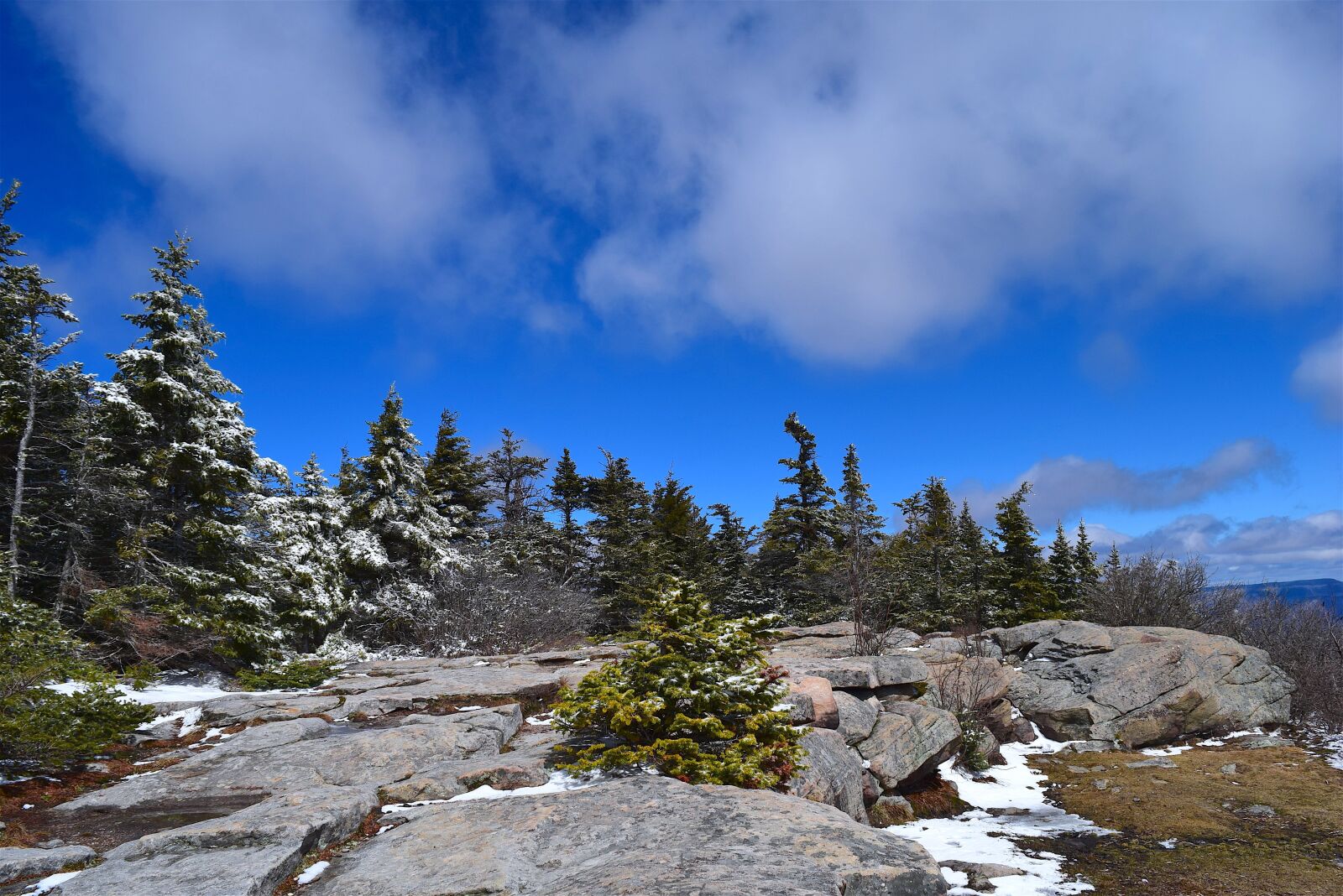 Nikon D3300 sample photo. Pine trees, sky, nature photography