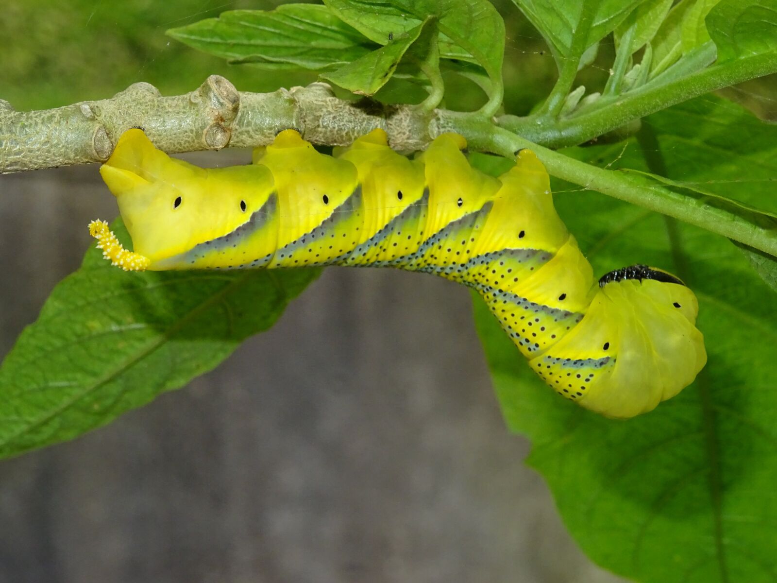 Sony DSC-HX60V sample photo. Caterpillar, butterfly, insect photography