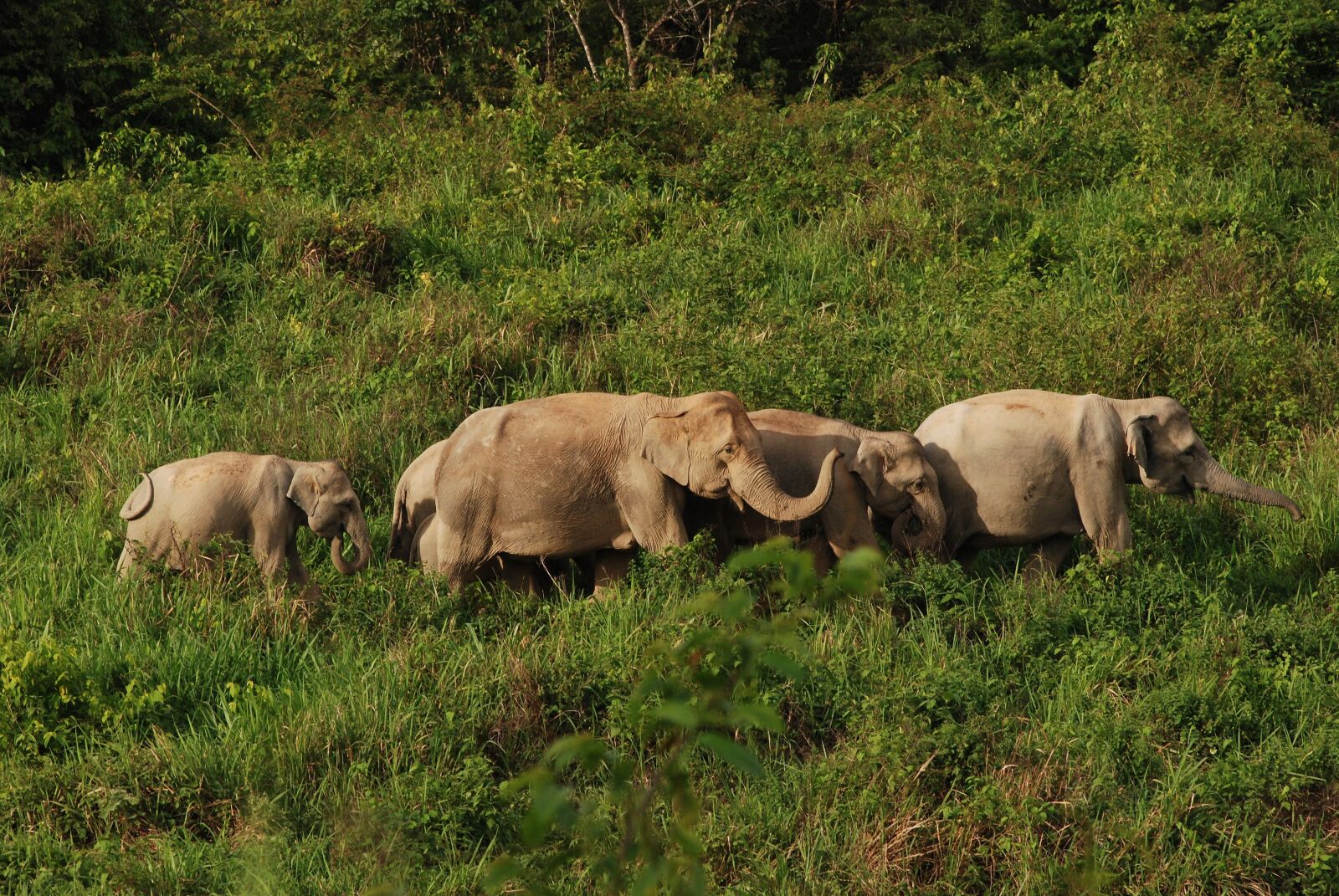 Nikon D80 sample photo. National park, thailand, elephant photography