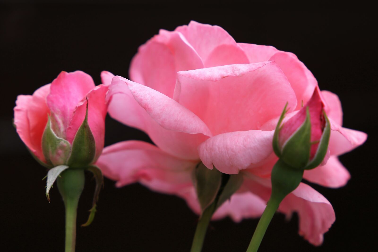 Canon EF 24-105mm F3.5-5.6 IS STM sample photo. Pink roses papillon, flower photography