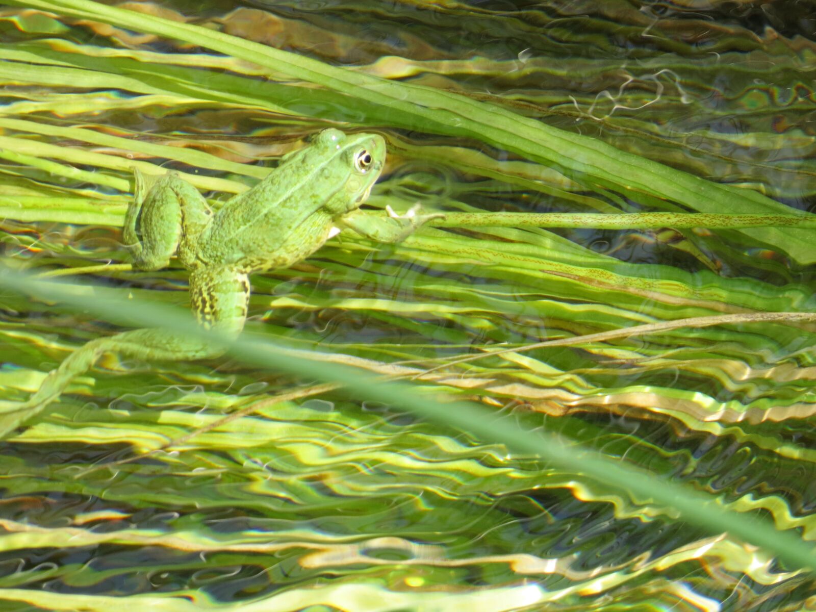 Canon PowerShot SX50 HS sample photo. Frog, green, aquatic plants photography