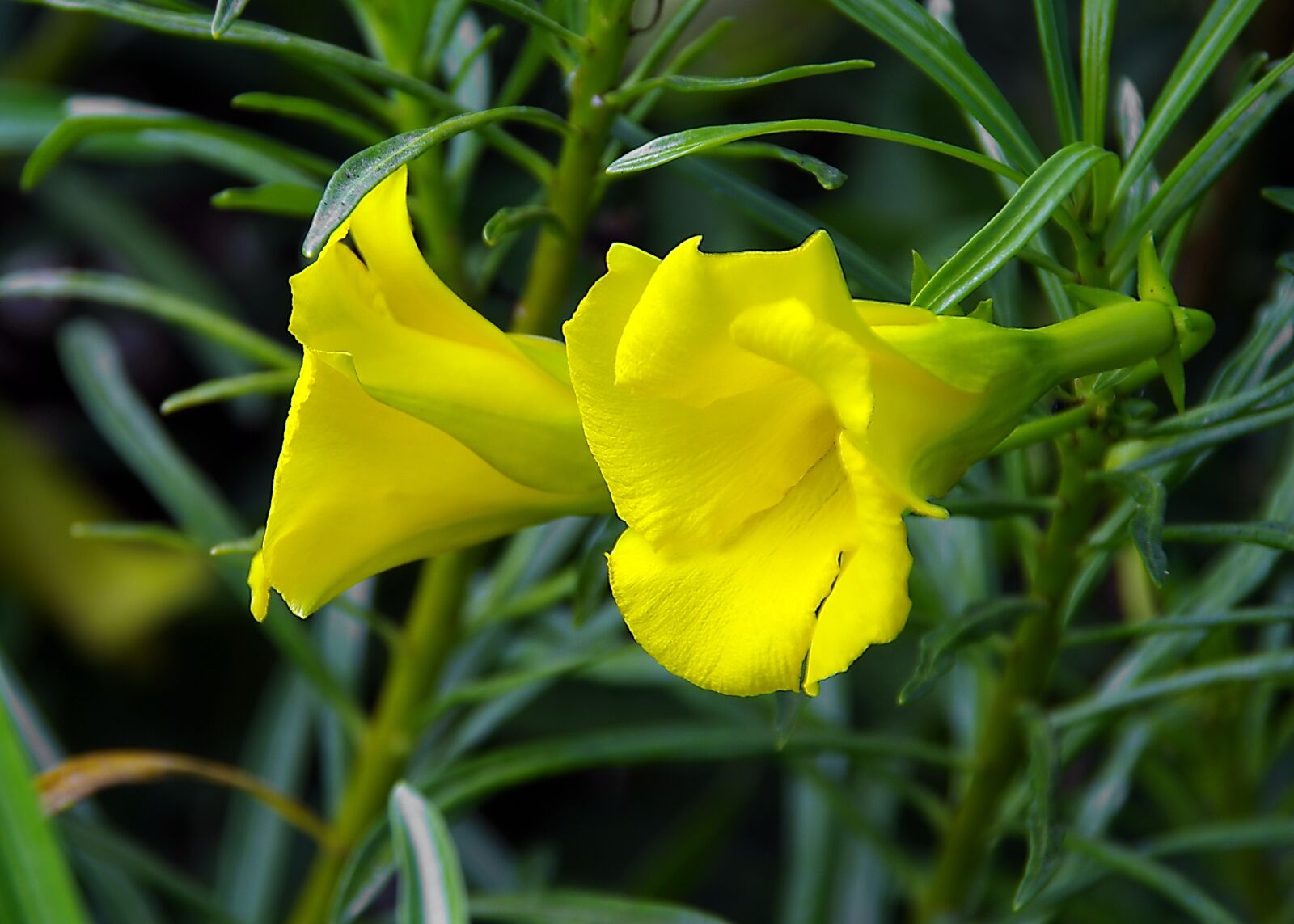 Pentax K-5 sample photo. Yellow flower, thevetia, thevetia photography