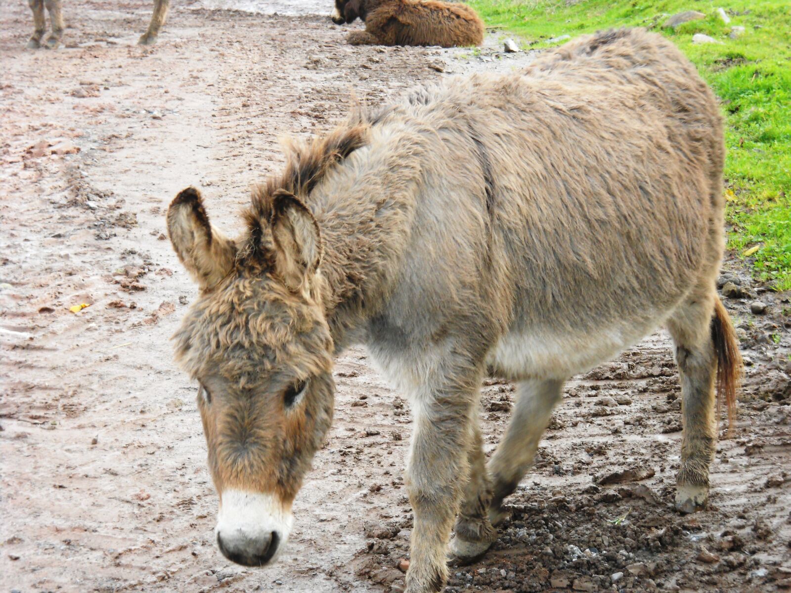 Nikon Coolpix L24 sample photo. Donkey, animal, mule photography