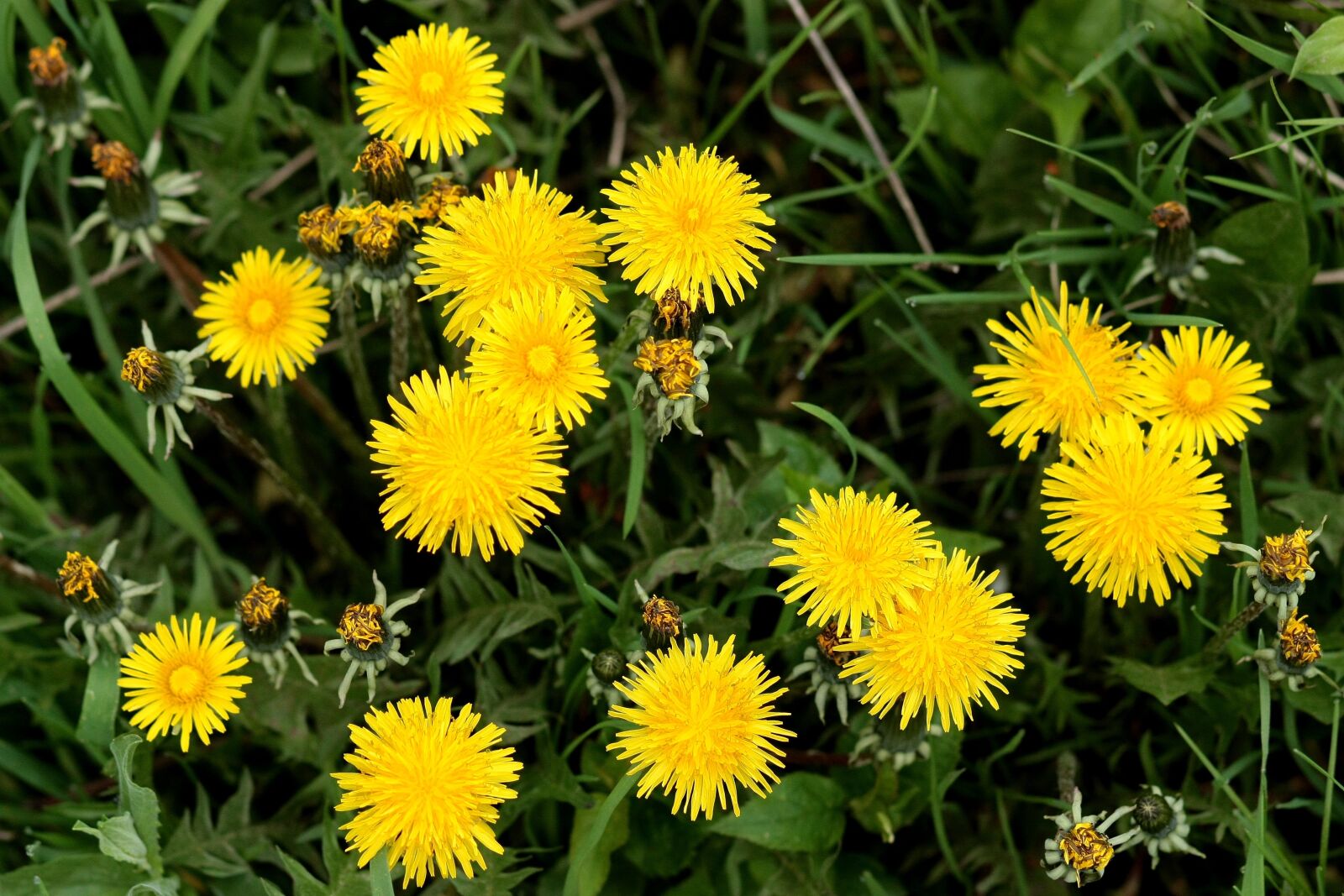 Canon EOS 450D (EOS Rebel XSi / EOS Kiss X2) sample photo. Dandelion, yellow, flower photography