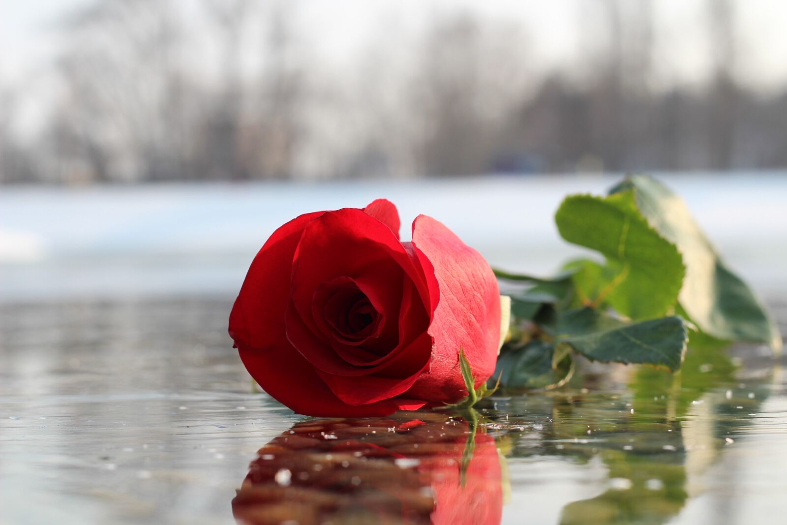 Canon EOS 600D (Rebel EOS T3i / EOS Kiss X5) + Canon EF 50mm F1.8 II sample photo. Red rose on ice photography