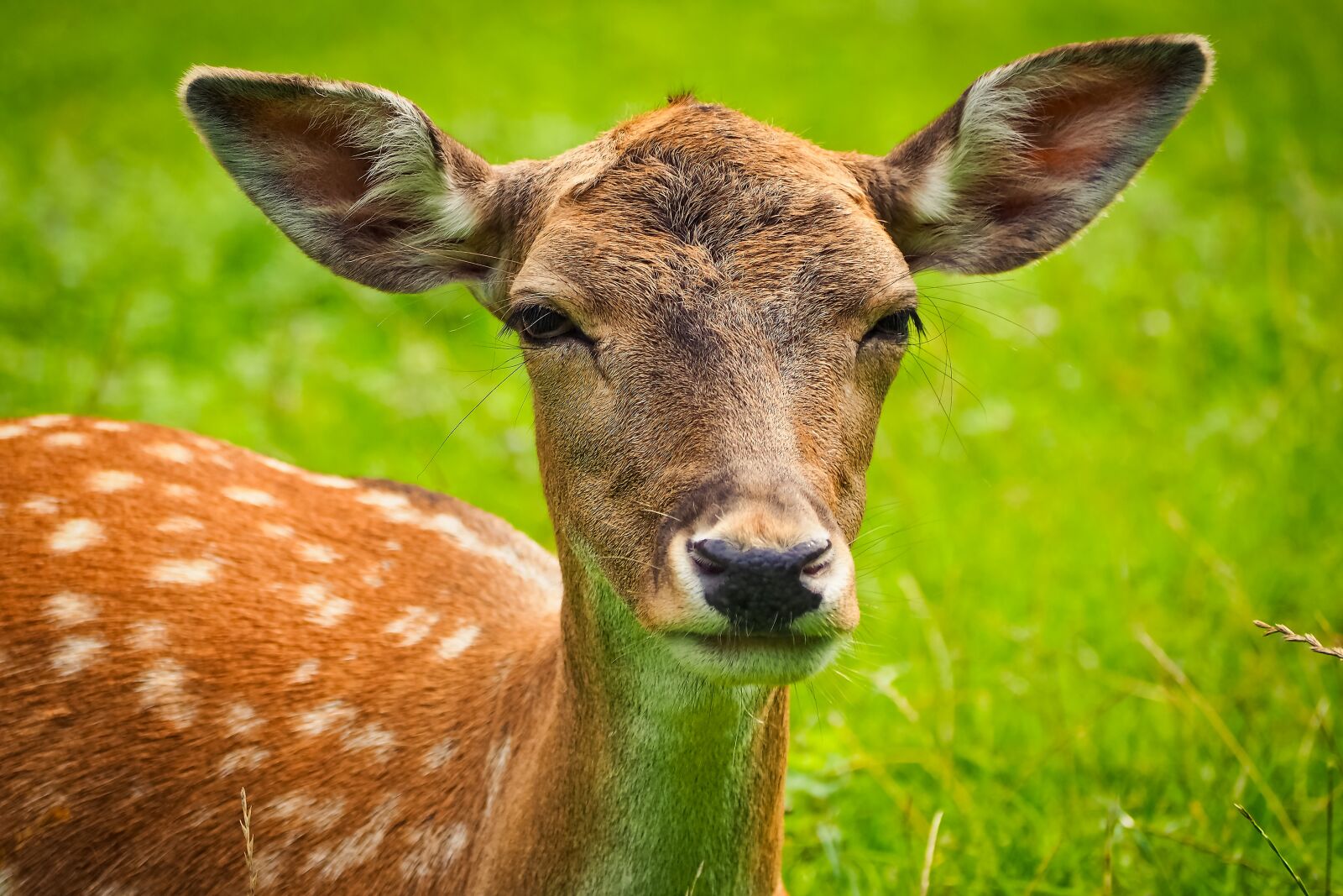 Olympus OM-D E-M10 sample photo. Roe deer, animal, wild photography