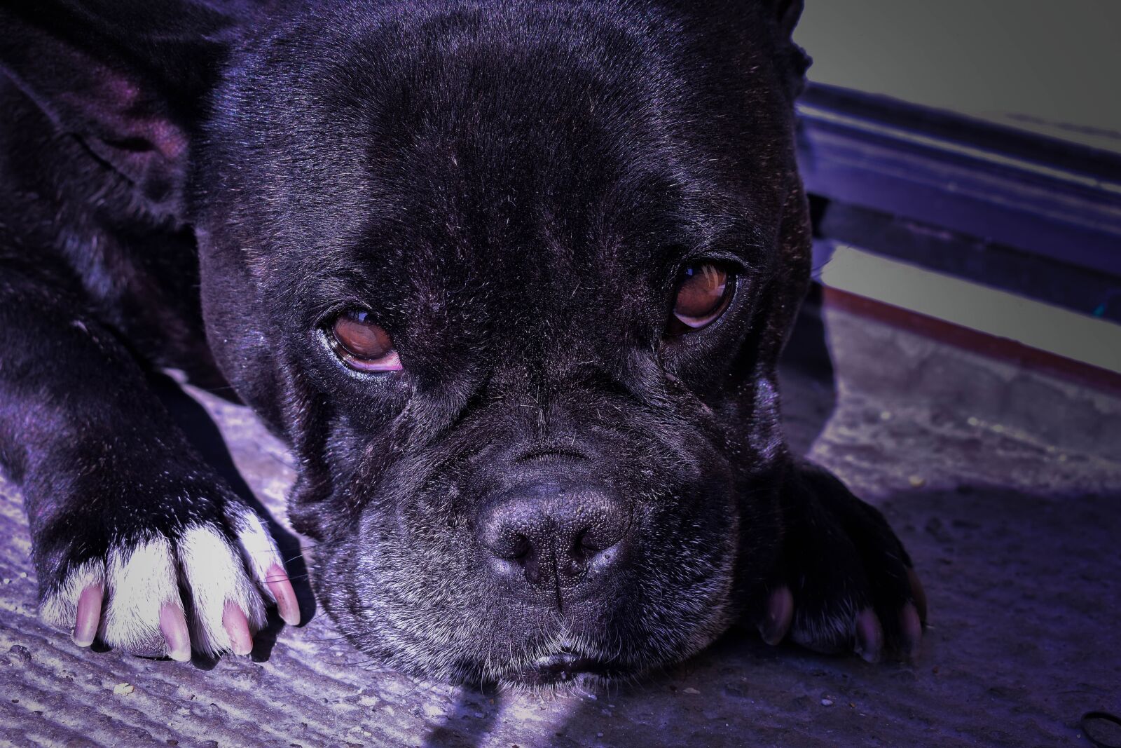 Nikon D3400 sample photo. Bulldog, dog, pet photography