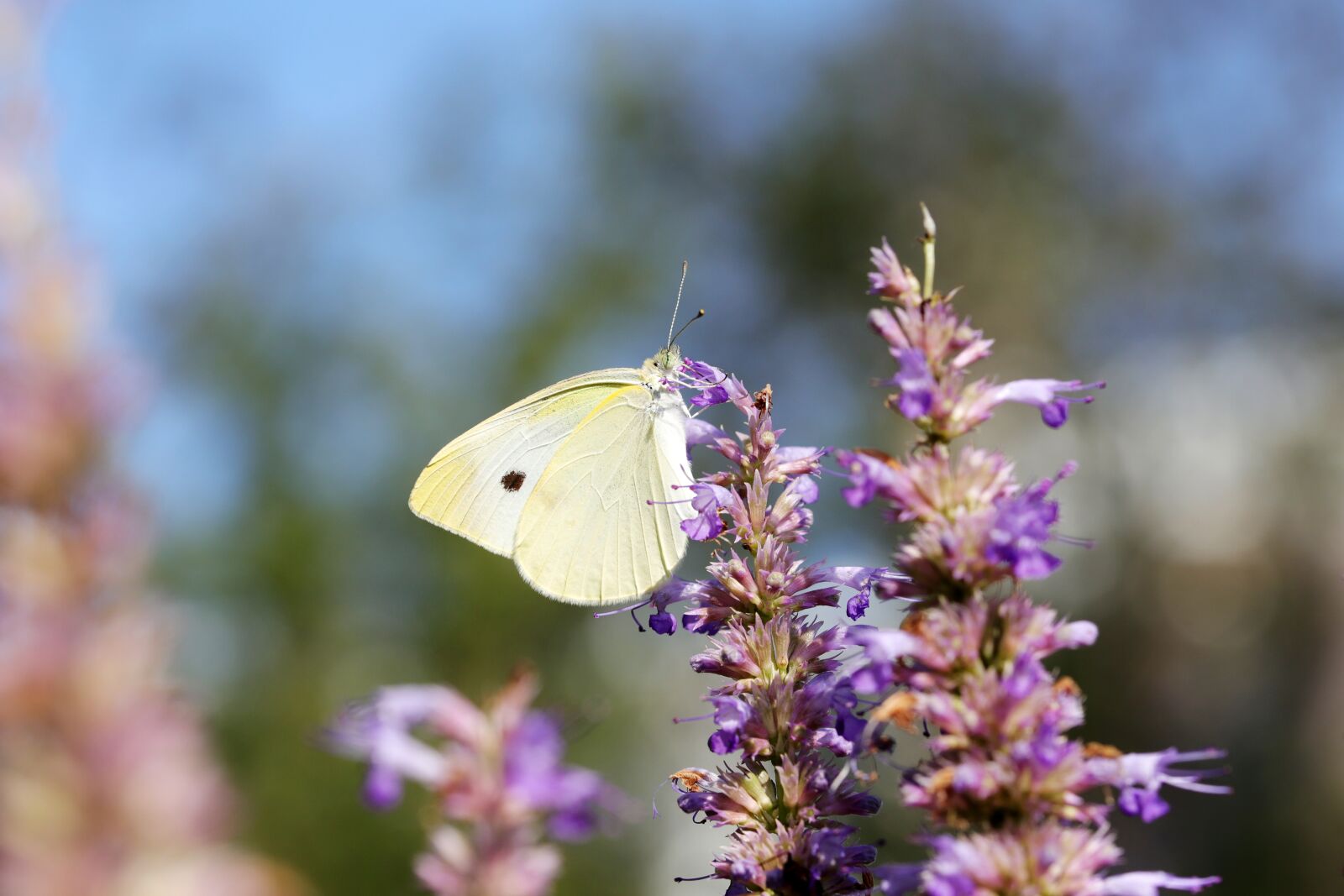 Canon EOS 6D Mark II sample photo. Butterfly, garden, flowers photography