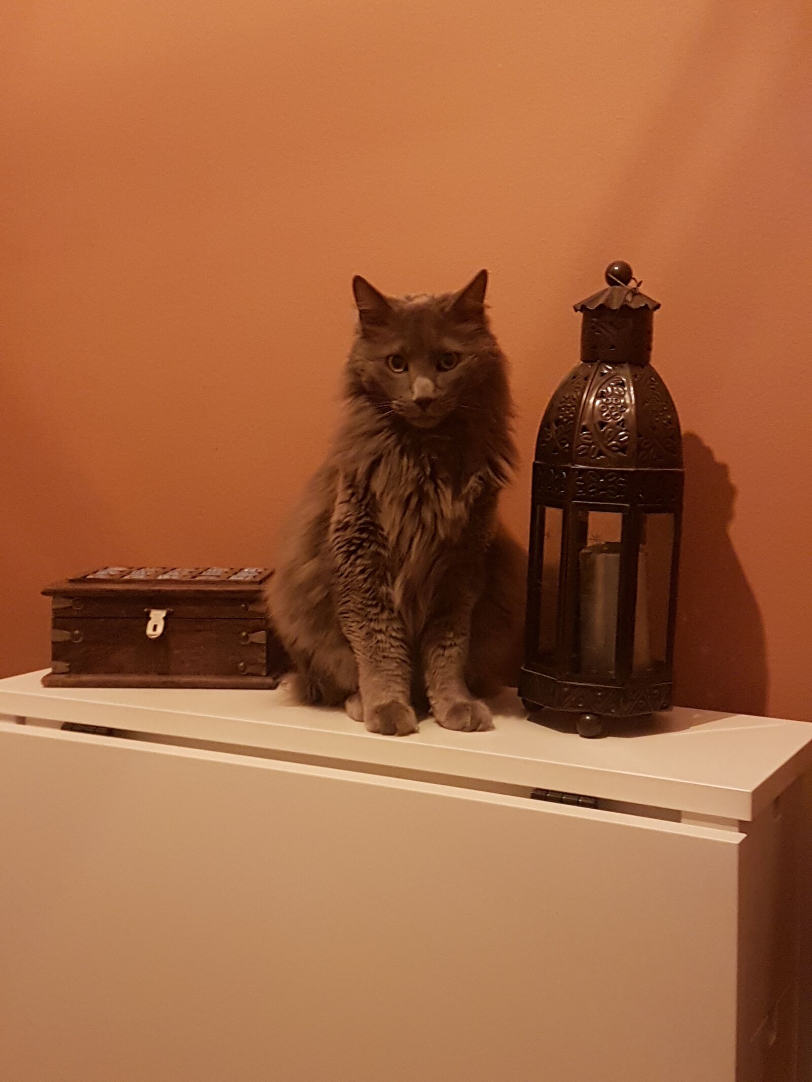 Samsung Galaxy S7 Edge sample photo. Gato, gatito, animal photography