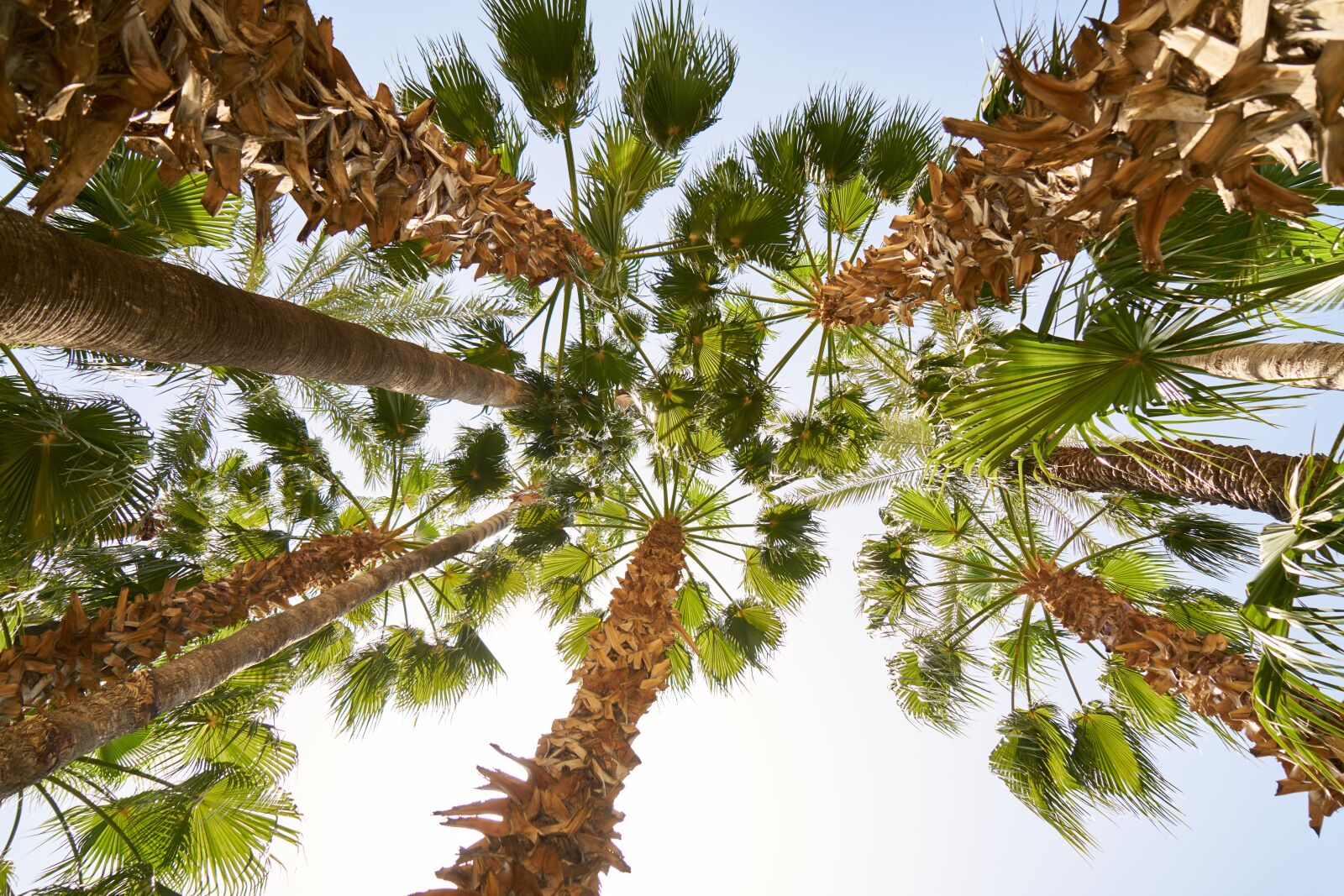 Sony a7R II sample photo. Holiday, tropical, palm photography