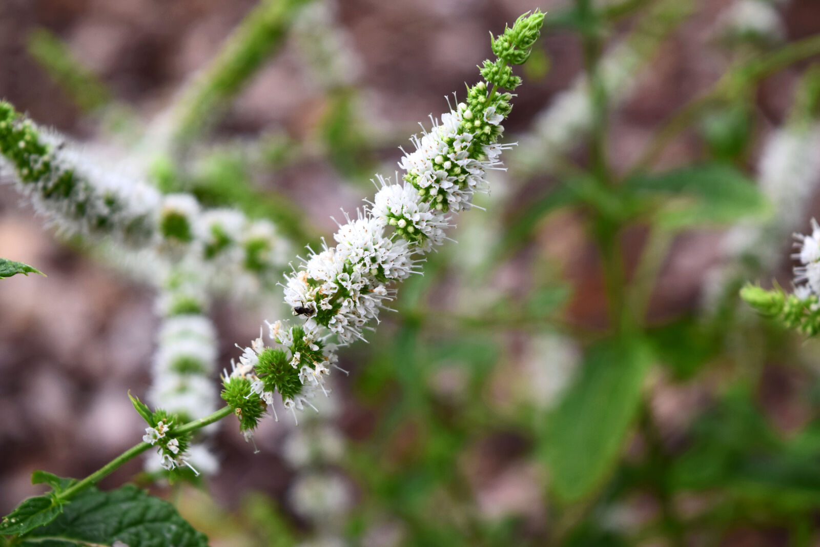 Nikon D3300 sample photo. Blossoming, mint, mint, summer photography