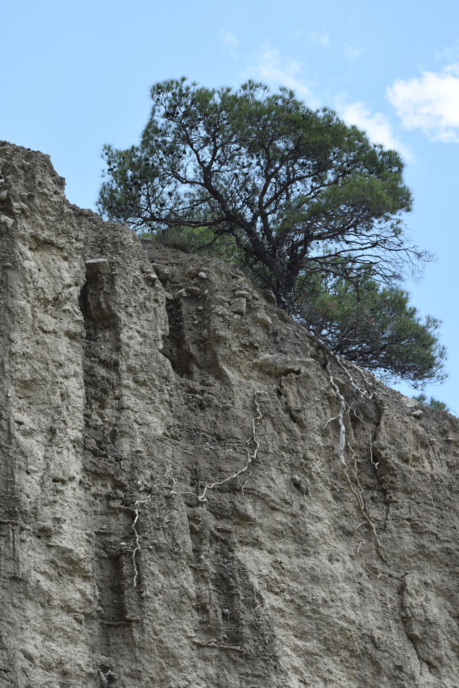 Nikon D3400 sample photo. Mountain, pine, roots photography