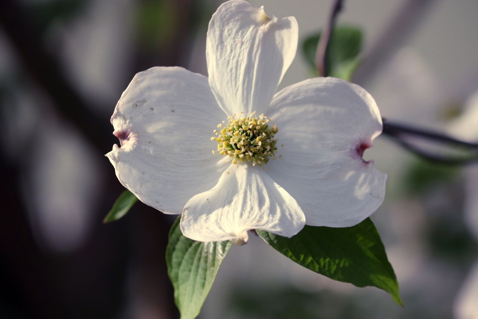 Canon EOS 200D (EOS Rebel SL2 / EOS Kiss X9) sample photo. Dogwood, cornus, dogwood greenhouse photography