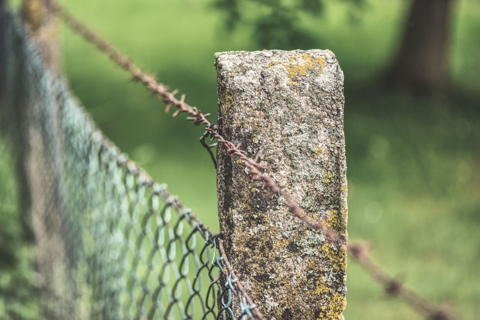 Nikon D5200 sample photo. Fence, barbed wire, fence photography