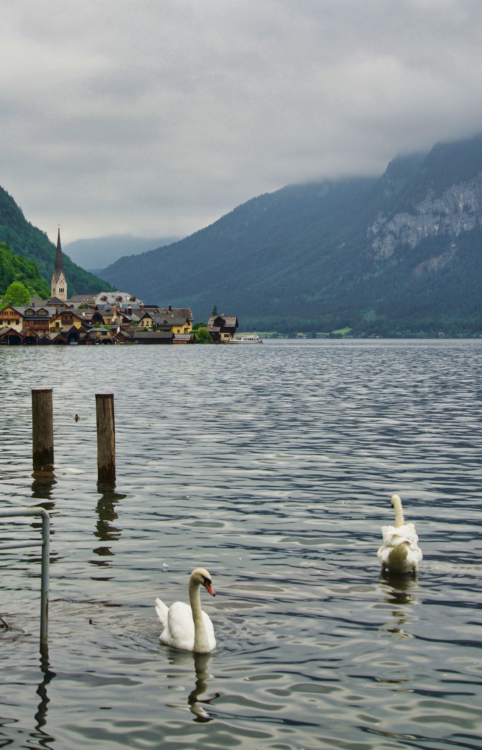 Sony a6500 sample photo. Swans, lake, tranquil photography