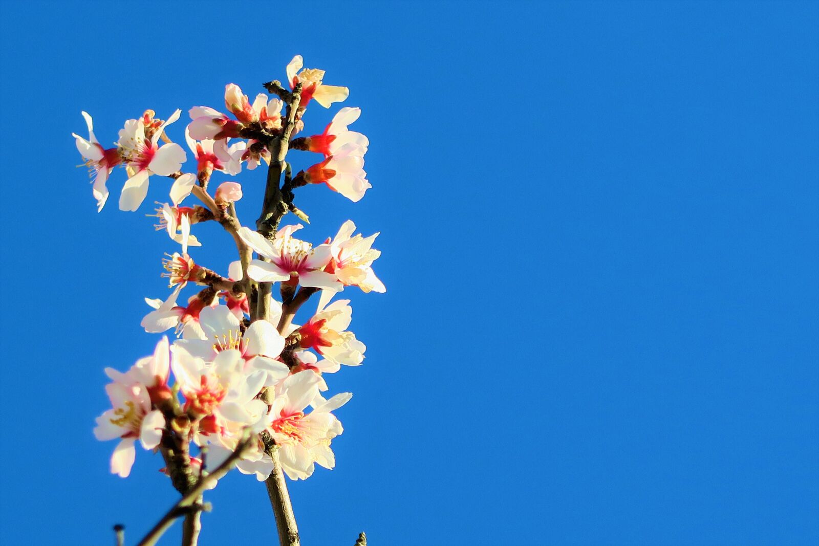 Canon PowerShot G7 X sample photo. Flower, tree, branch photography