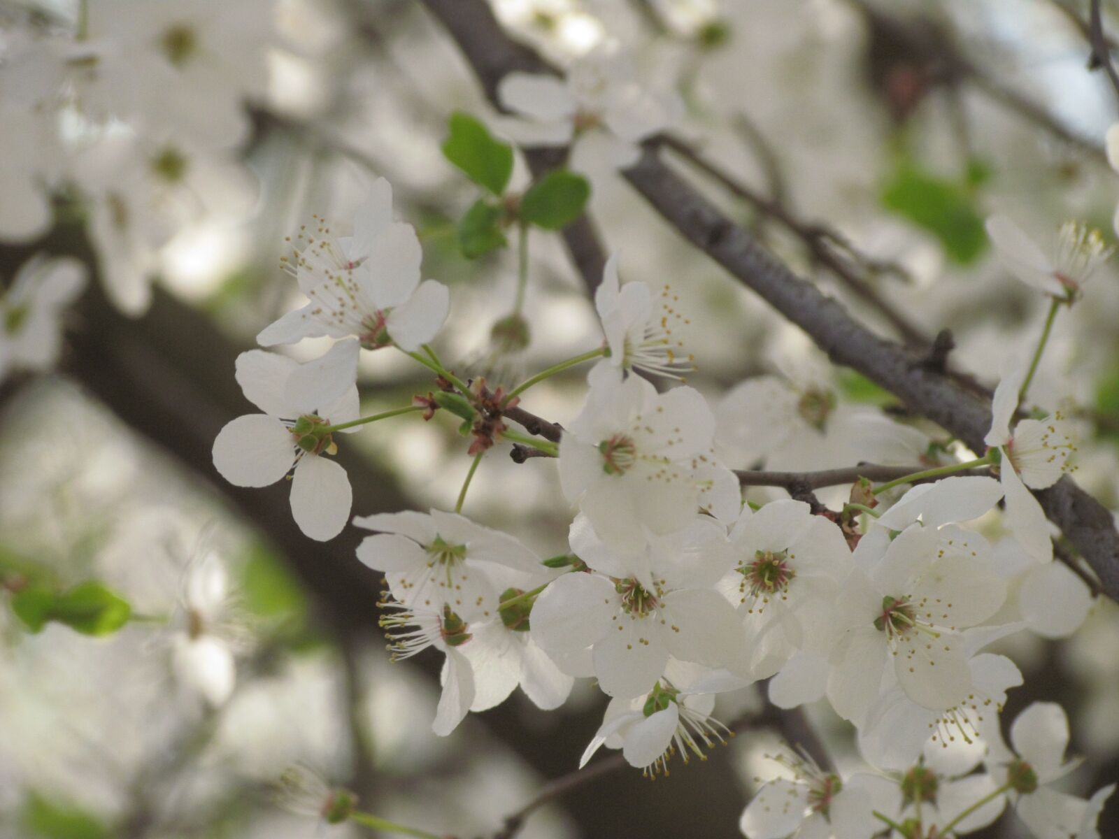 Canon PowerShot SX30 IS sample photo. Flowers, tree, branch photography
