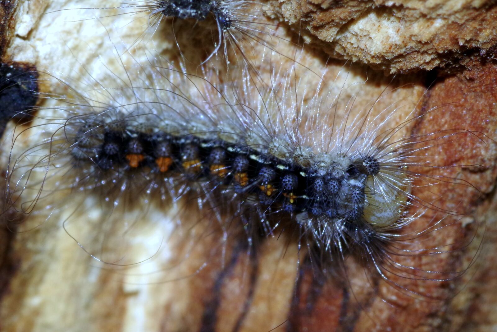 Pentax K-S2 sample photo. Caterpillar, worm, hairy photography