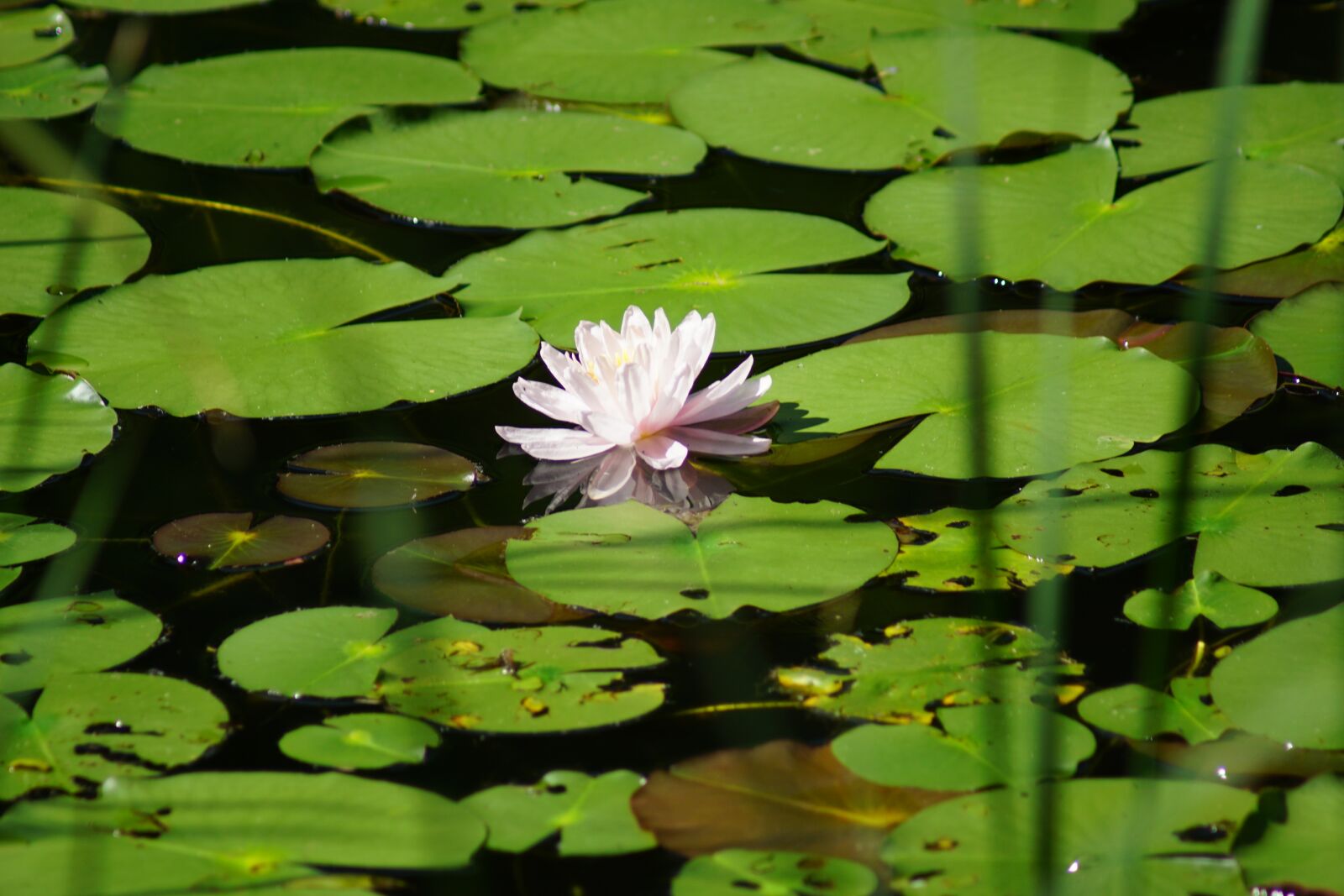 Sony ILCA-77M2 sample photo. Nature, pond, water photography