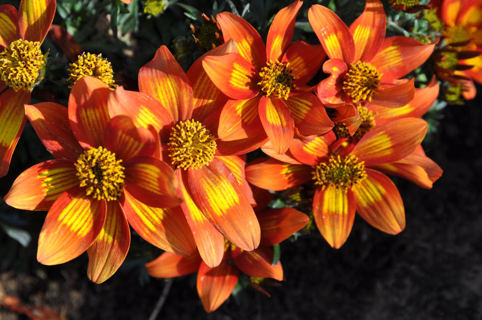 Nikon D90 sample photo. Colour orange, flowers, orange photography