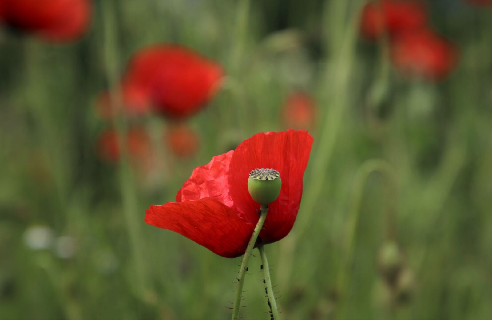 Canon EOS 80D sample photo. Red poppies, grass, makowka photography