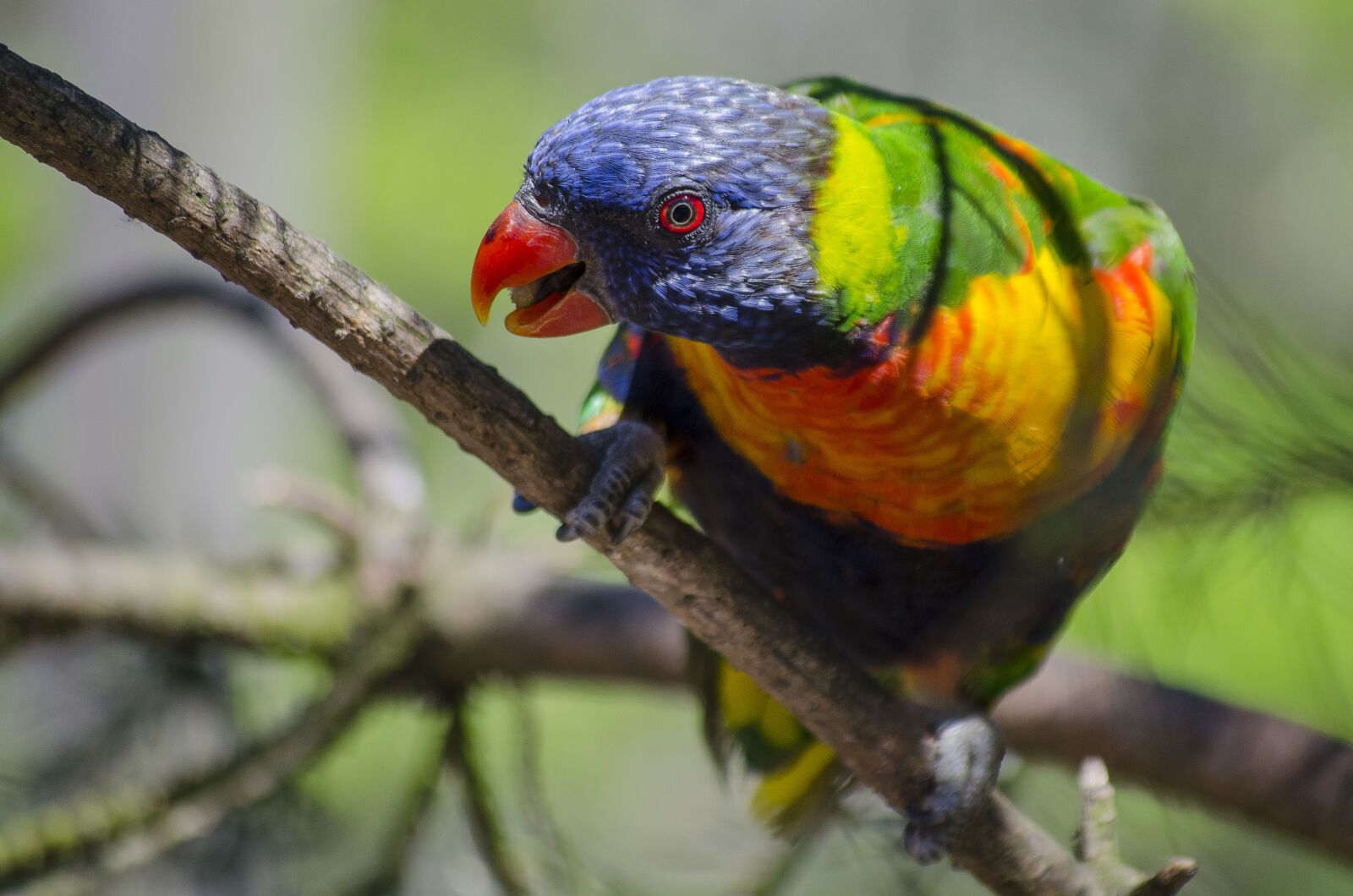 Nikon D5100 sample photo. Motley bird, curious, colorful photography