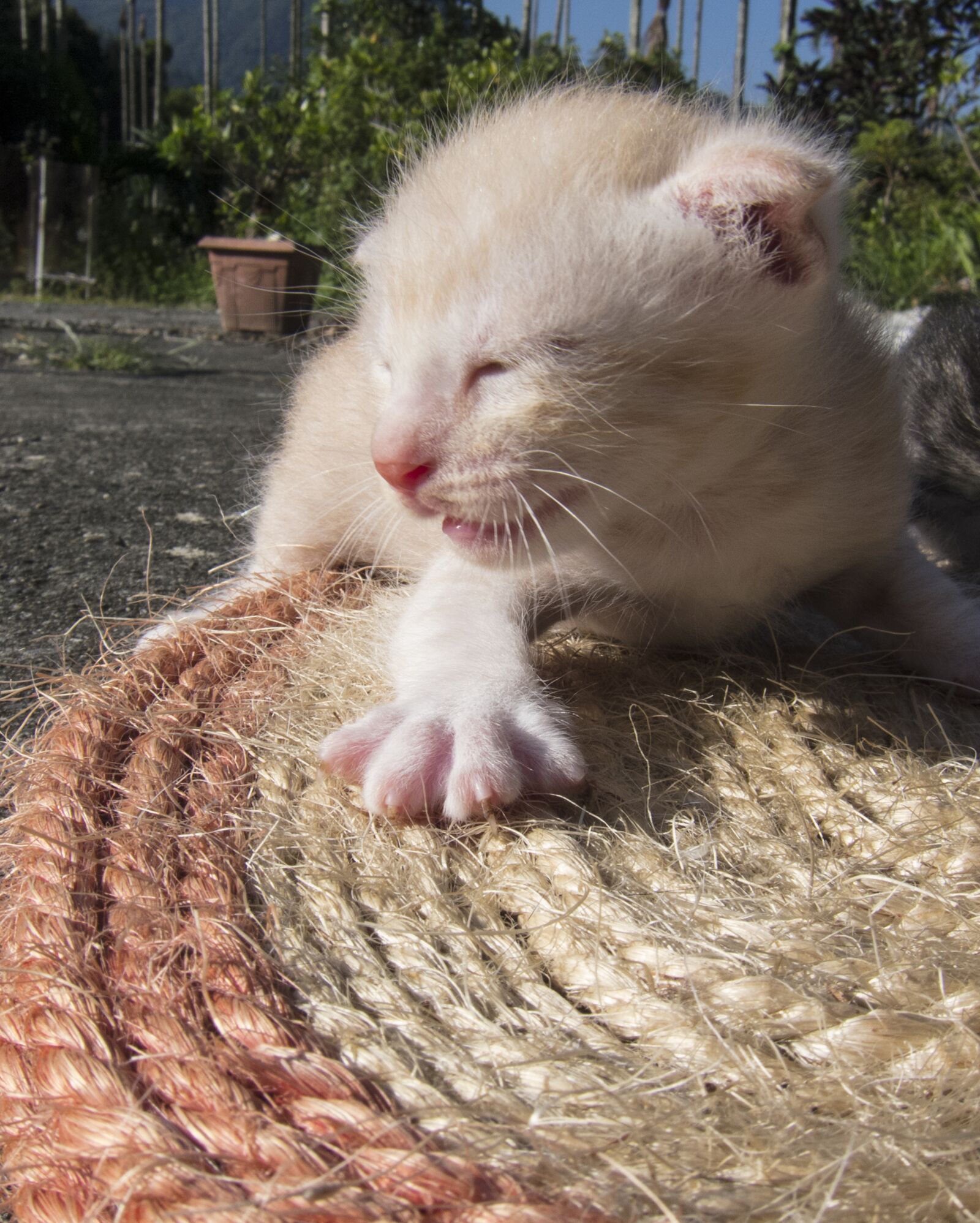 Canon PowerShot S95 sample photo. Small cat, folded ear photography