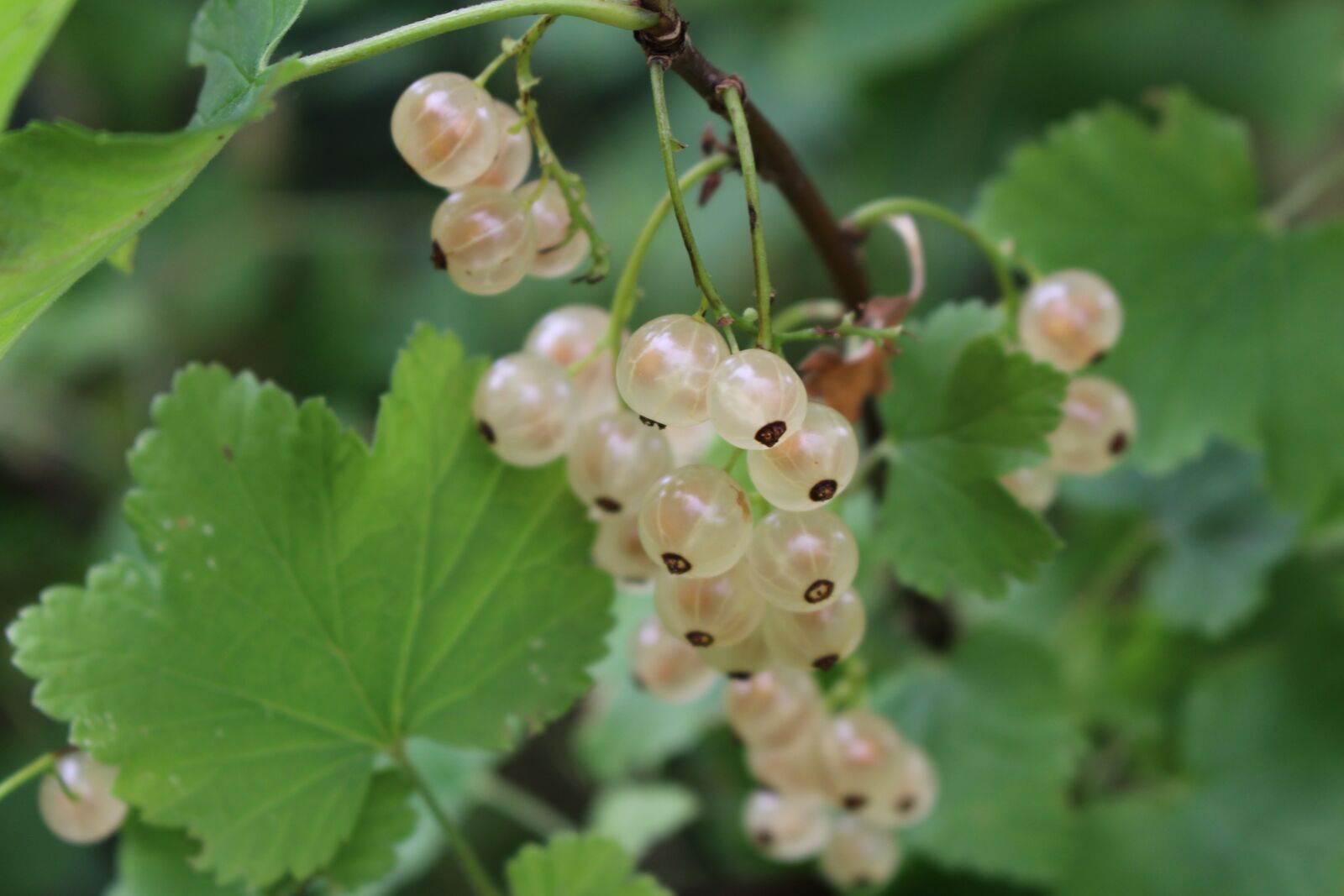 Canon EOS 100D (EOS Rebel SL1 / EOS Kiss X7) sample photo. John berry, white, garden photography