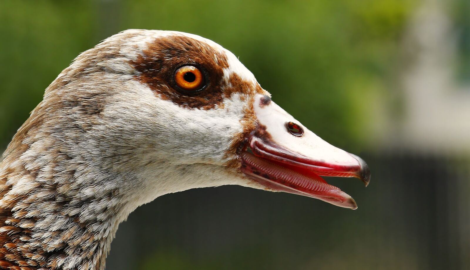 Canon EOS 100D (EOS Rebel SL1 / EOS Kiss X7) sample photo. Goose, nilgans, animal photography