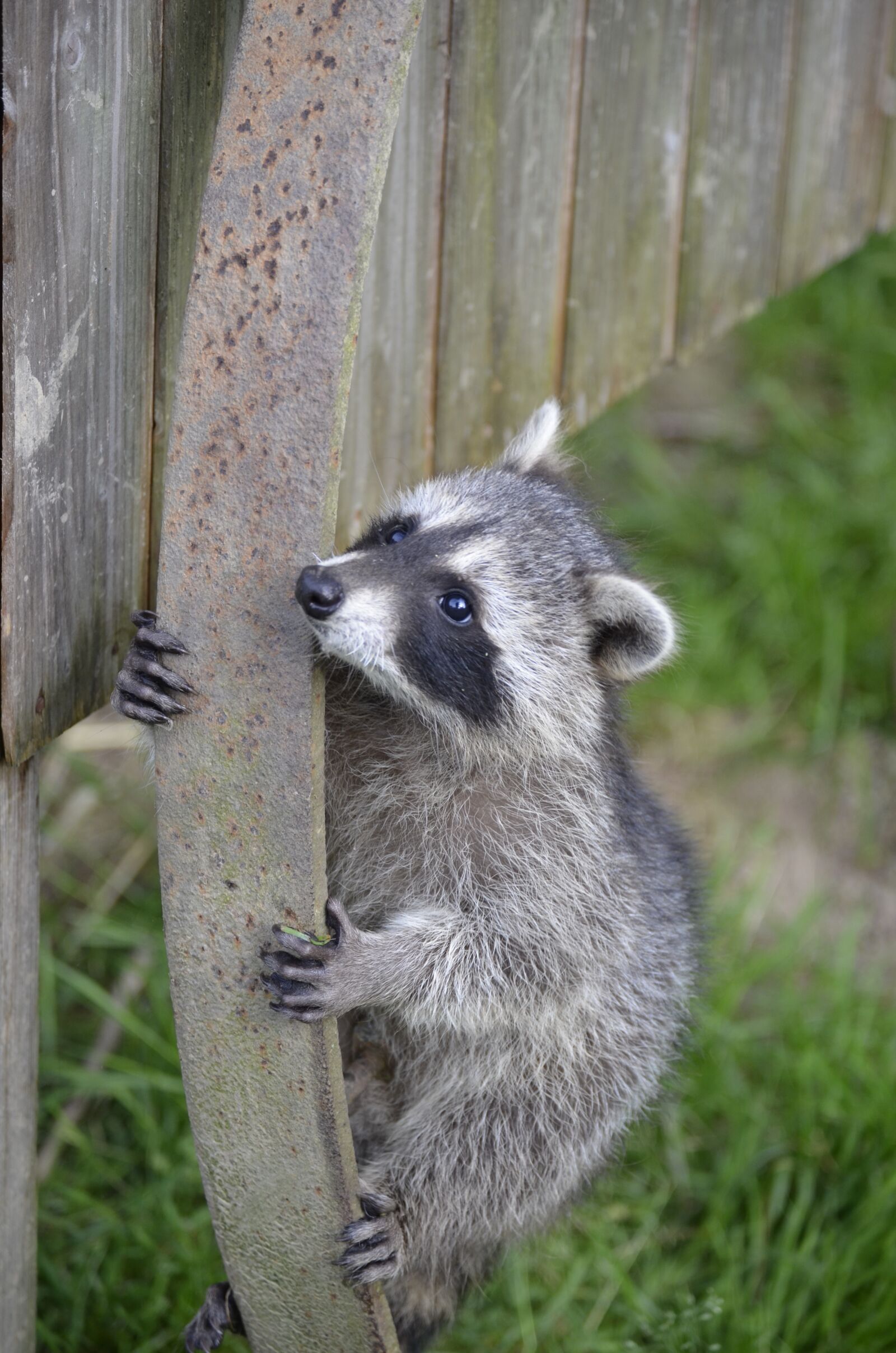 Nikon D5100 sample photo. Raccoon, face, sweet photography