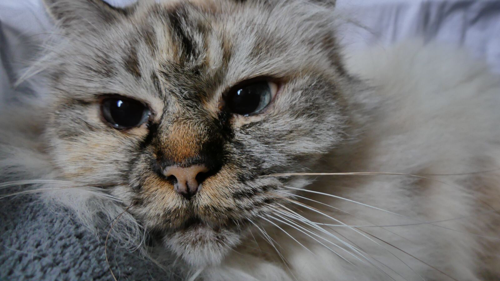 Panasonic Lumix DMC-FZ300 sample photo. Cat, eyes, animal photography