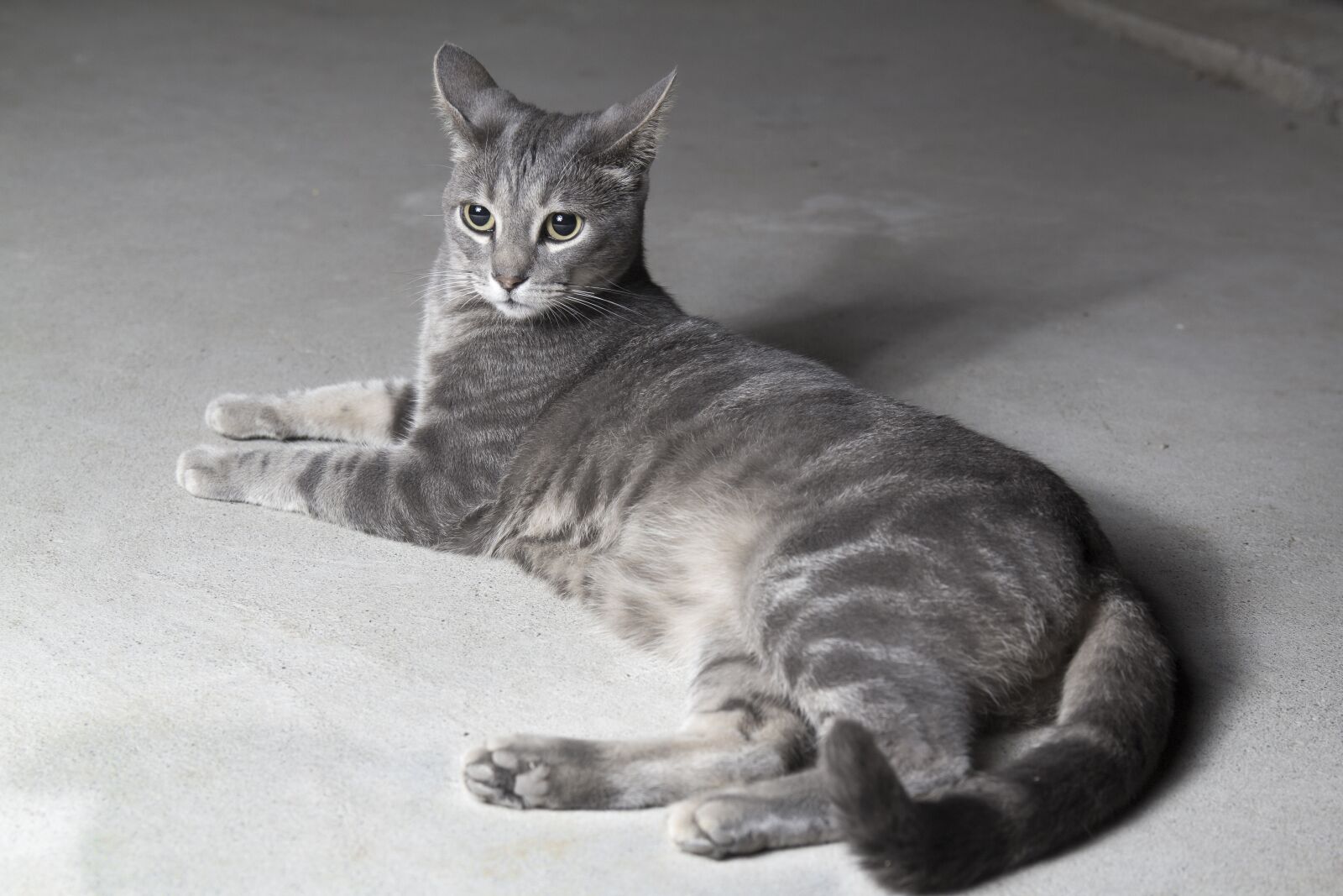 Canon EOS 60D sample photo. Cat, grey, pet photography