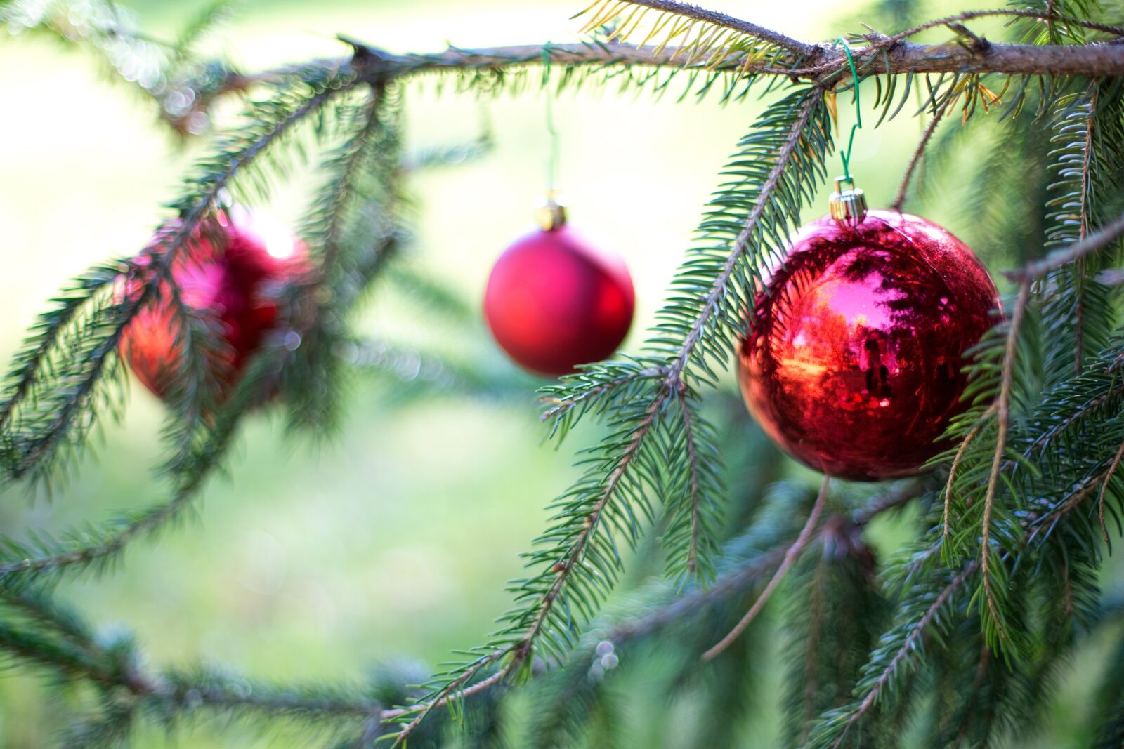 Canon EOS 5D Mark III sample photo. Christmas bulbs, red, pine photography