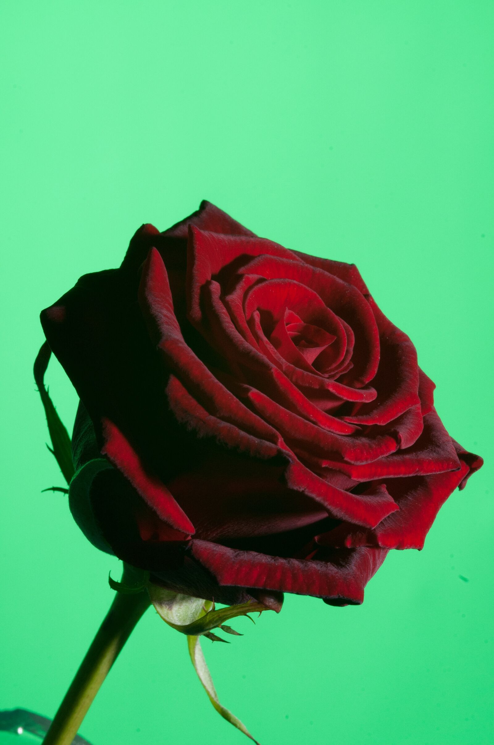 Nikon D300 sample photo. Flower, macro, close up photography