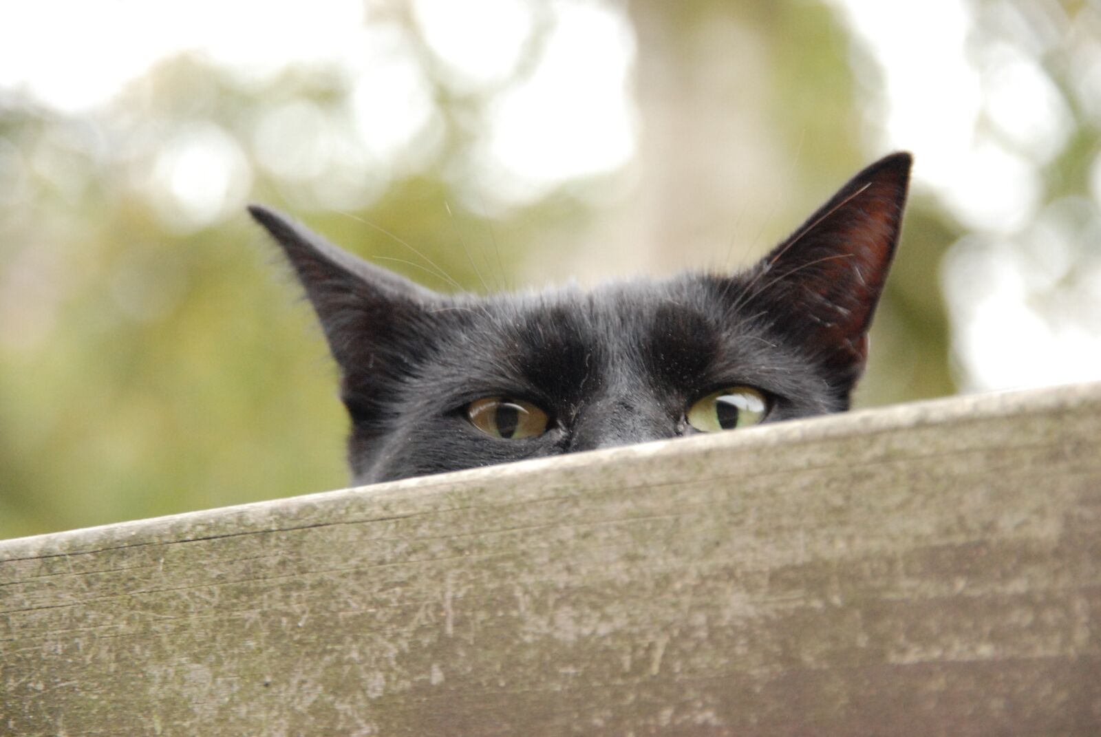 Nikon D80 sample photo. Animal, pet, cat photography