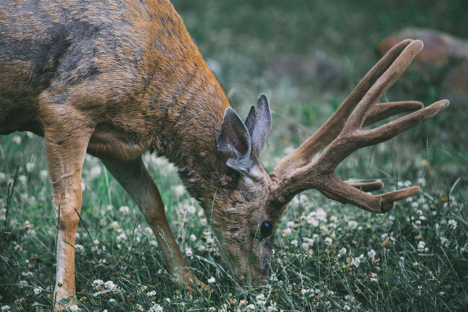 Canon EOS 6D + Canon EF 70-200mm F2.8L IS USM sample photo. Animal, antlers, buck photography