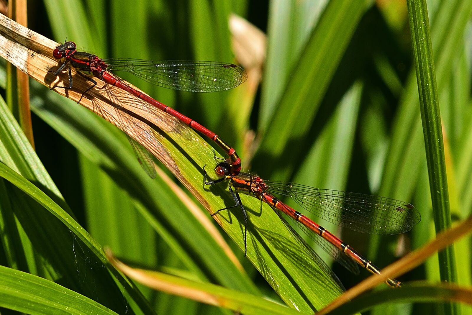 Nikon D5200 sample photo. Dragonflies, adonis dragonflies, reproduction photography