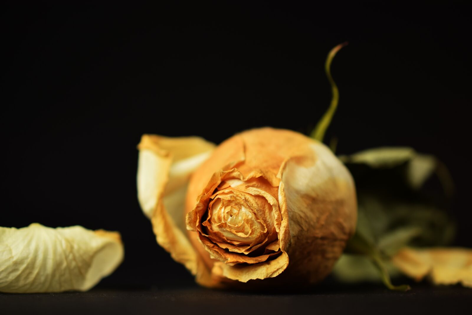 Nikon D5300 sample photo. Rose, prechtel rose, petals photography