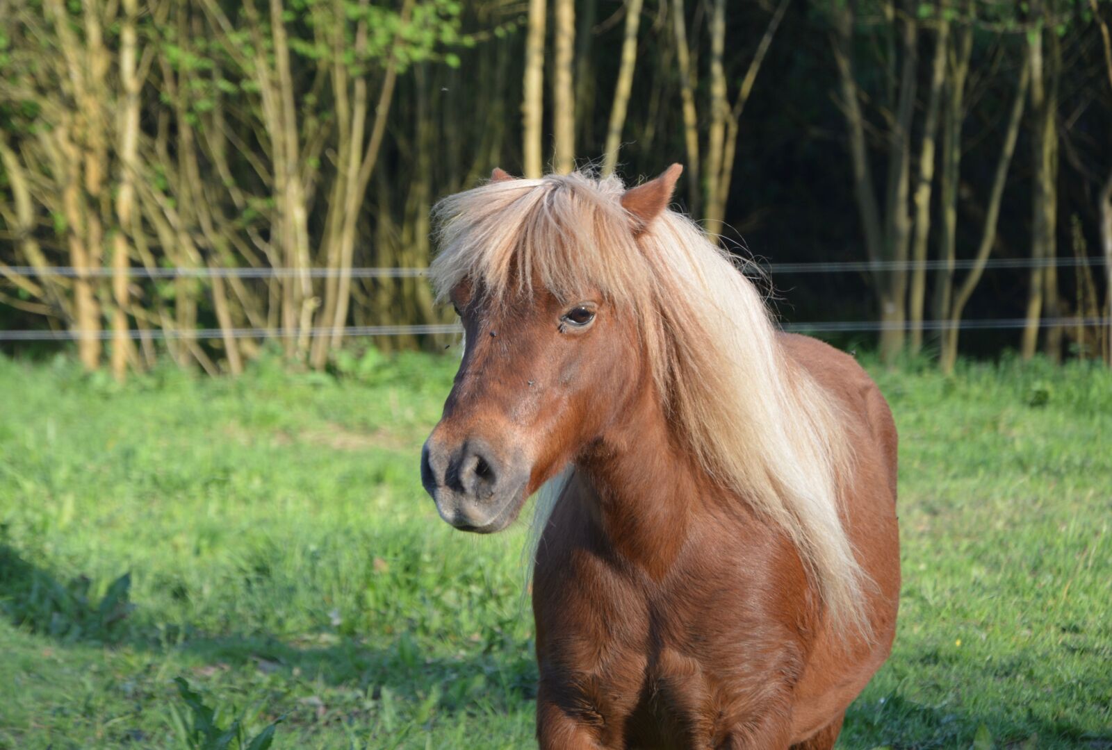 Nikon D5200 sample photo. Shetland pony, pony glamour photography