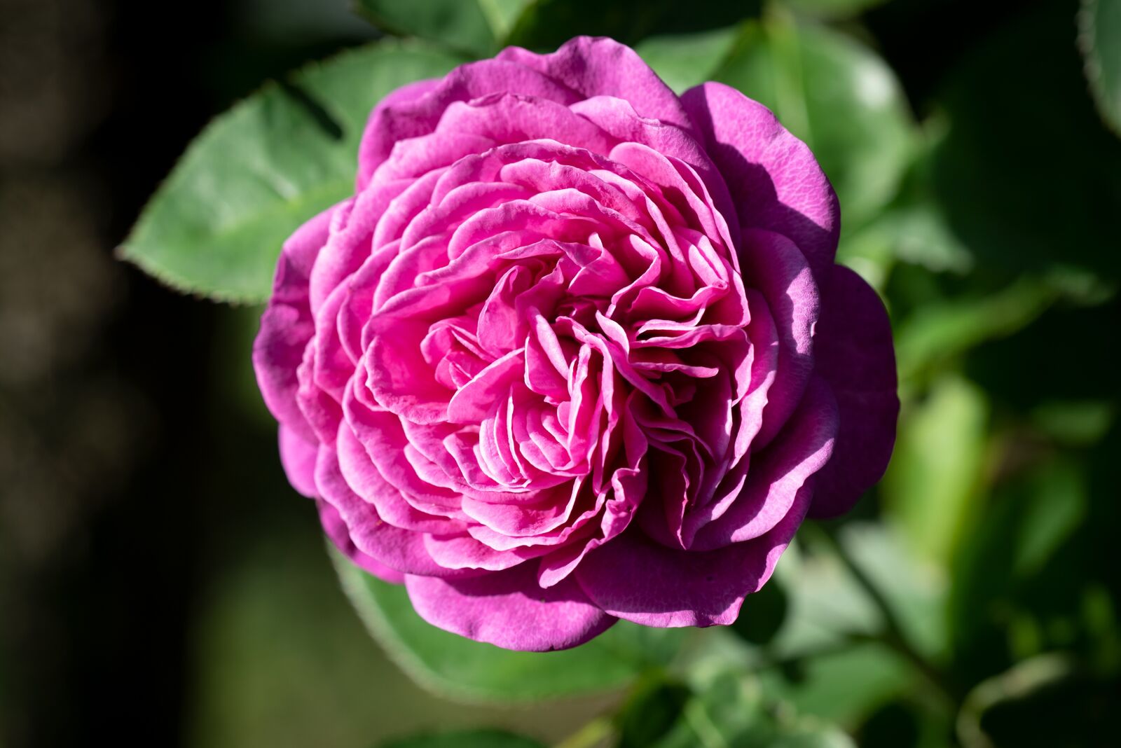 Nikon D750 sample photo. Flower, blossom, bloom photography