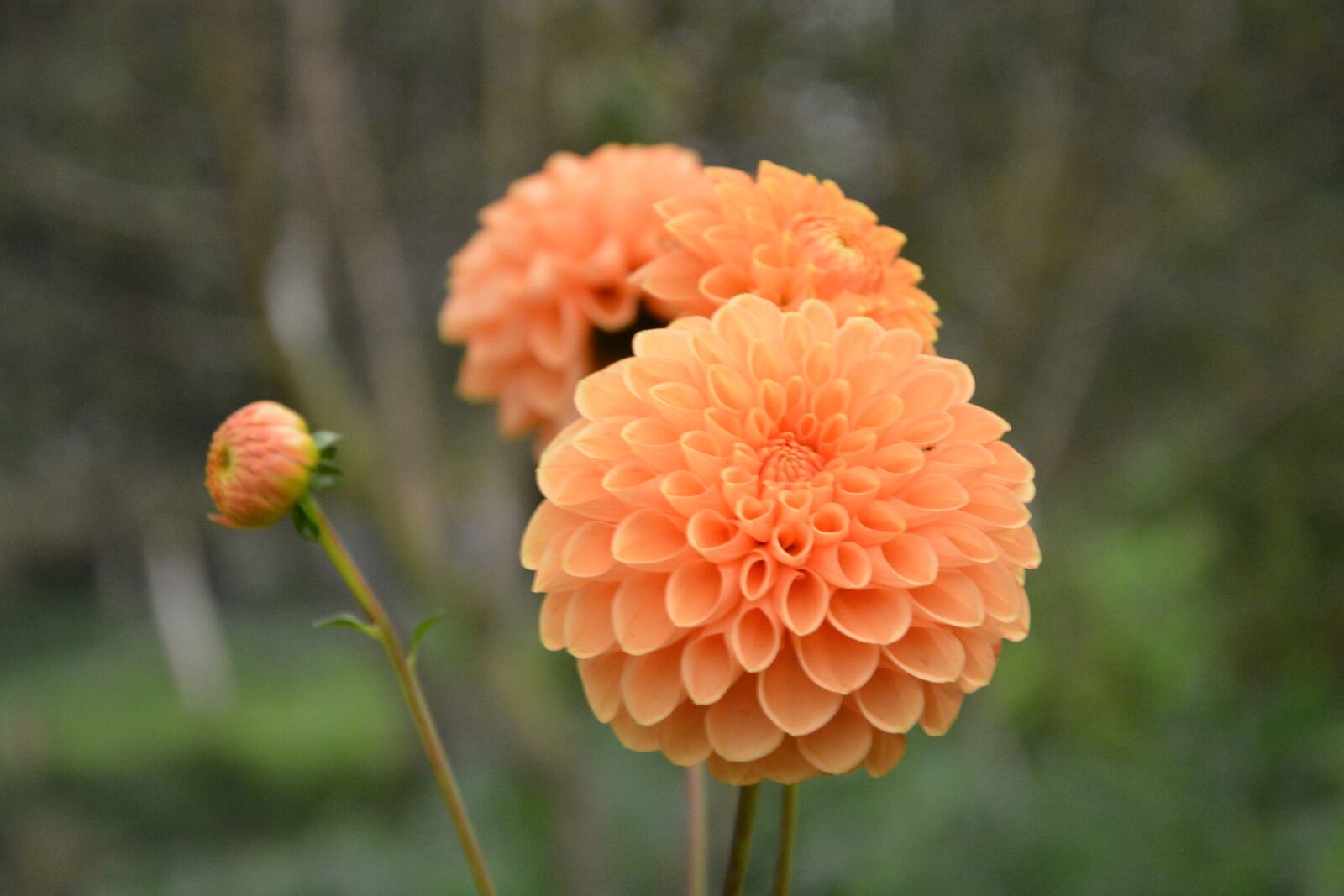 Nikon D5200 sample photo. Flower, pompom, color orange photography
