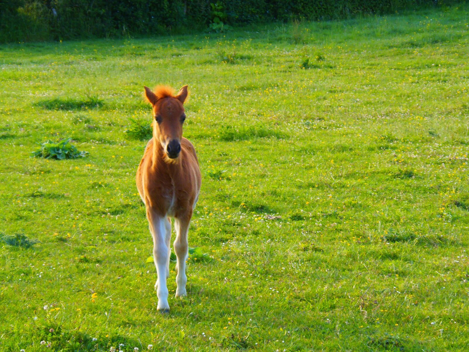 Olympus SP-810UZ sample photo. Animal, foal, horse photography