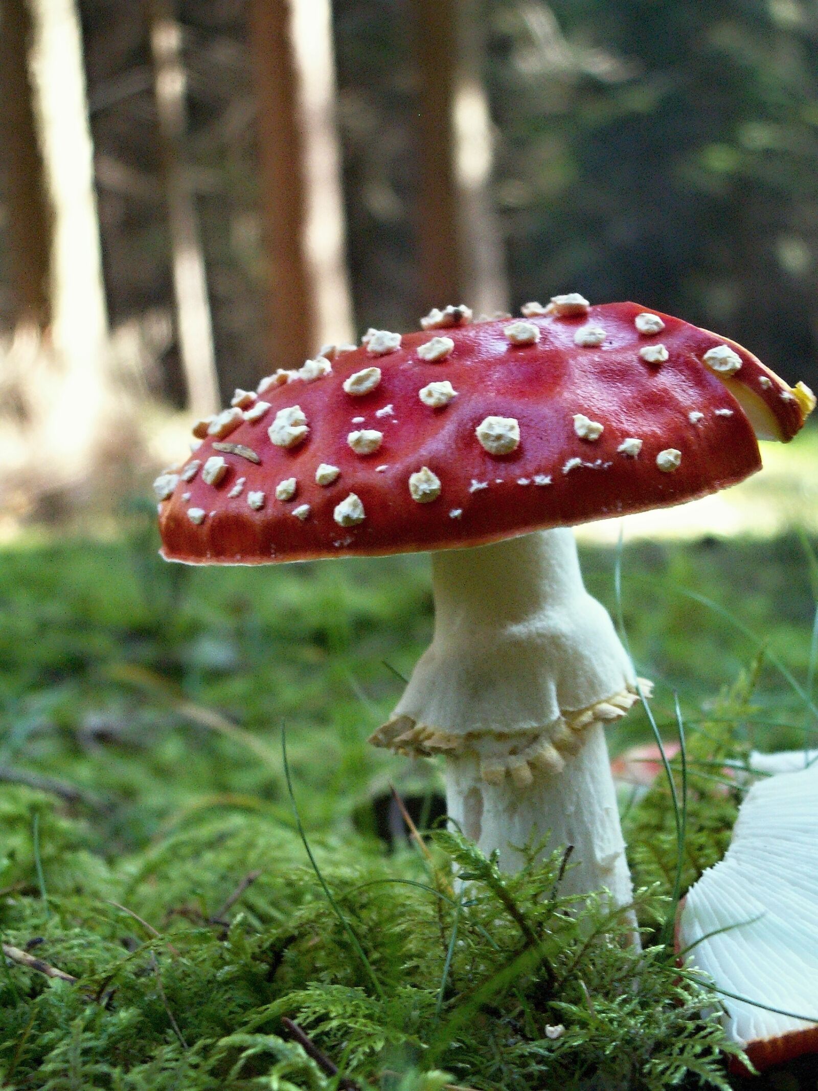 KONICA MINOLTA DiMAGE Z3 sample photo. Toadstool, red, toxic photography