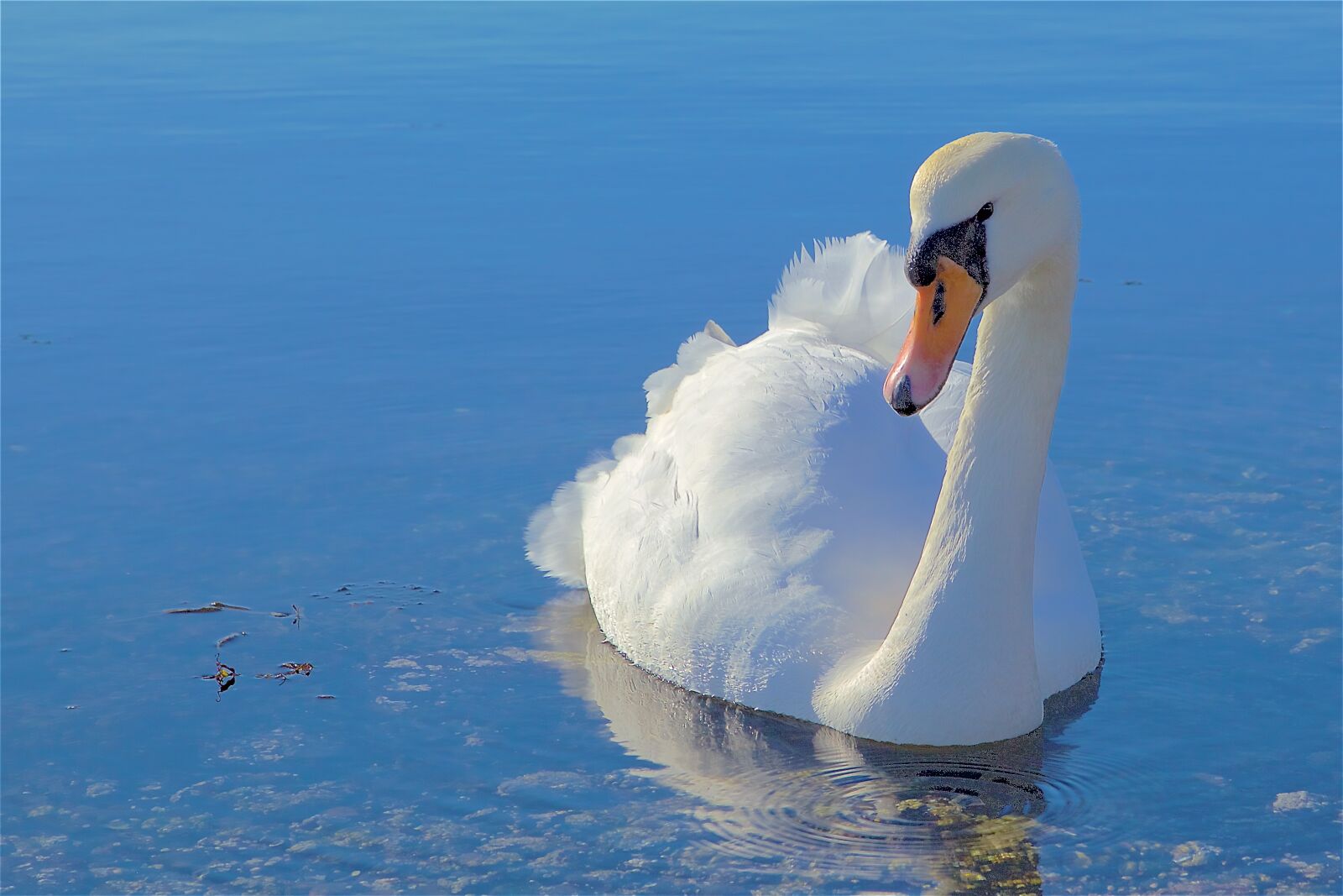 Canon EF 24-105mm F4L IS USM sample photo. Swan, white, swan photography